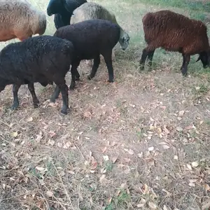 Гусфанд, Душанбе