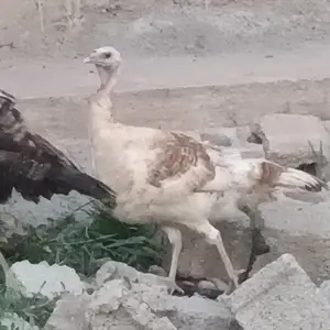 Индюк, Турсунзаде