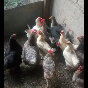 Мургхо, Ҳисор