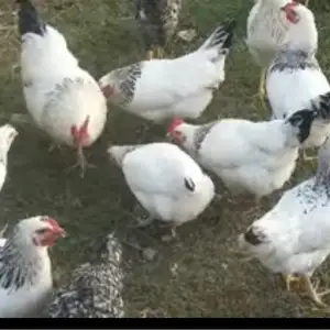 Мурги Риябушка, Абдурахмони Джоми