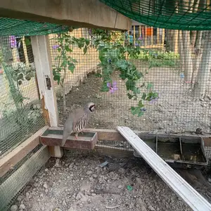 Кабк, Душанбе