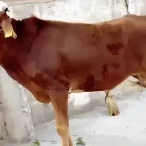 Бука, Душанбе