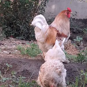 Мург золотая брама, Худжанд