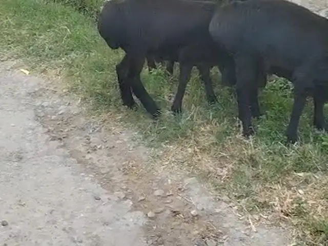 Барраҳо, Ҳисор