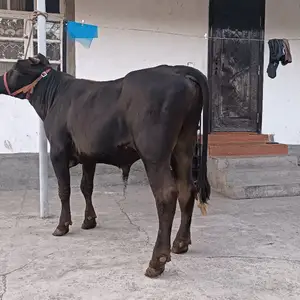 Гов, Гиссар