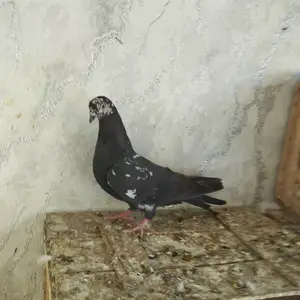 Кафтар, Душанбе