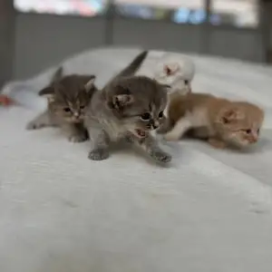 Вислоухие котята, Душанбе