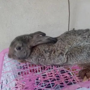 Куяни модда, Хуҷанд