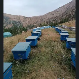 Оиалаи занбур, Пенджикент