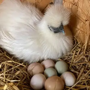 Тухми мургхои шелковый, Конибодом