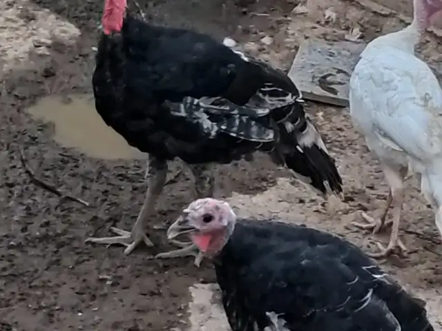 Индюк, Норак