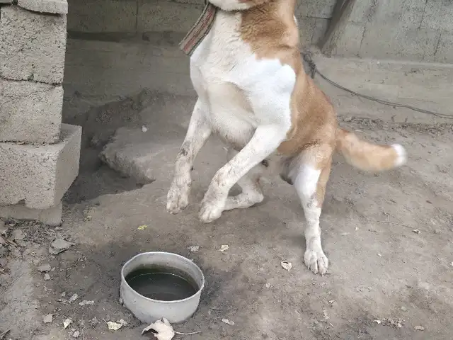 Саг Алабай, Душанбе
