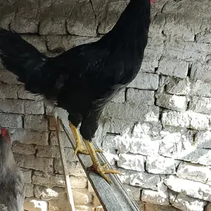 Хурус, Канибадам