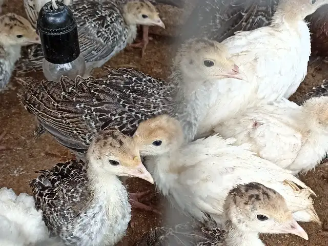 Чучаи индюк, Душанбе