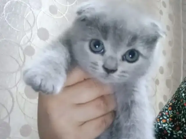 Шотландские котята, Душанбе