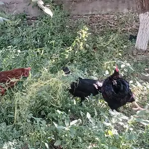 Мург, Худжанд