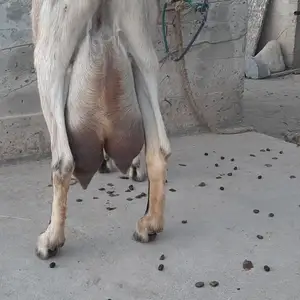 Бузи ширдор, Рӯдакӣ
