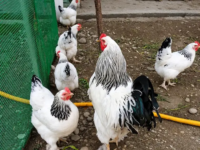 Тухми Брамма, Худжанд