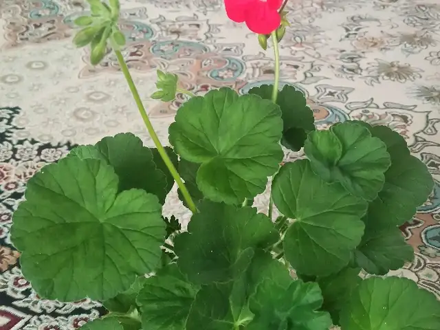 Герань, Душанбе