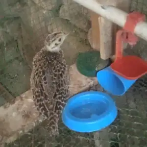 Фазан, Матча