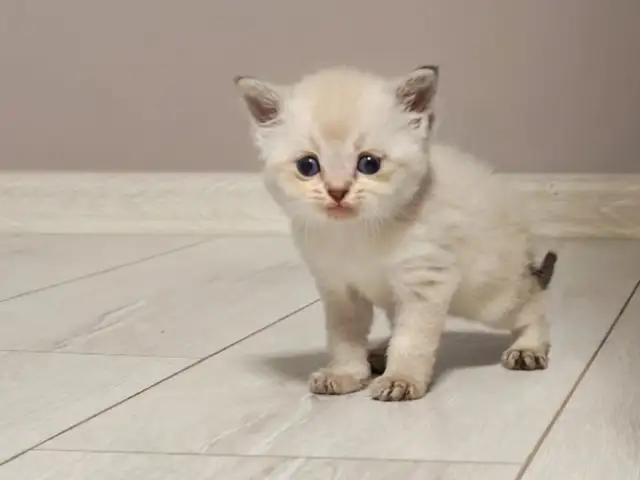 Шотландские котята, Душанбе - 4
