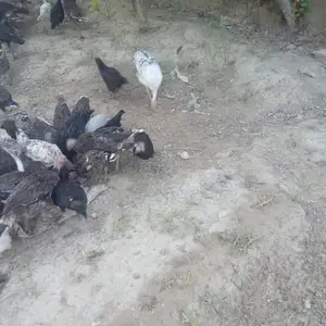 Индюкҳо, Бободжон Гафуров