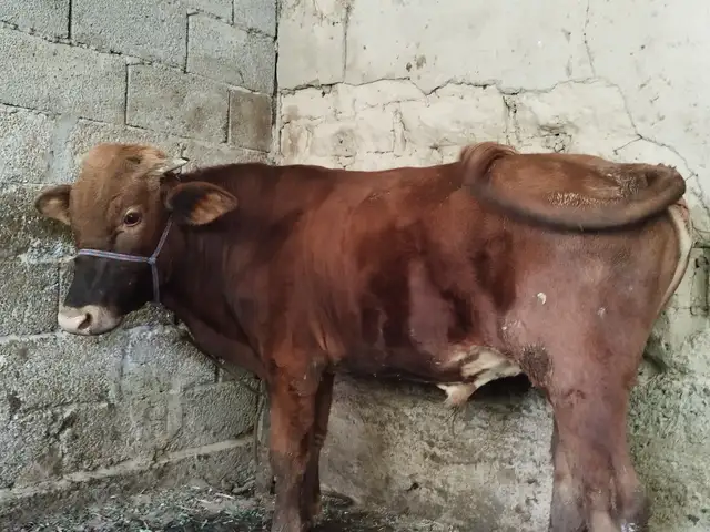 Бука, Вахдат