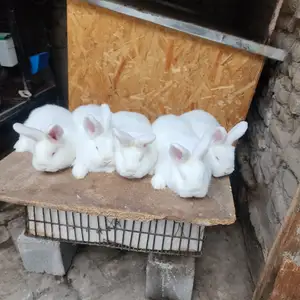 Харгуш, Худжанд