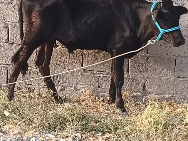 Буқа, Душанбе
