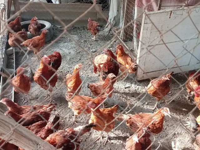 Мурғи ломан Браун, Турсунзаде