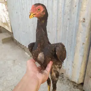 Даканчуча, Гиссар