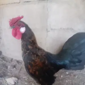 Мург, Турсунзаде