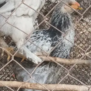 Чуҷаи Брамма, Душанбе