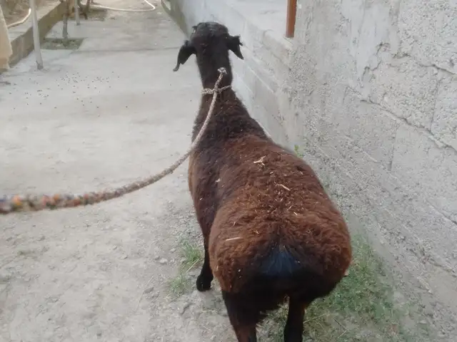 Барра, Душанбе