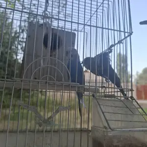 Попугай, Гиссар