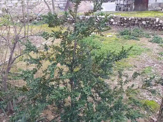 Шамшод, Душанбе