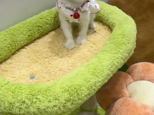 Шотландские котята, Душанбе - 5