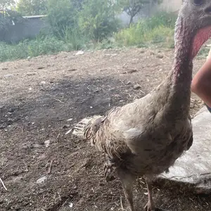 Индюки курк, Душанбе