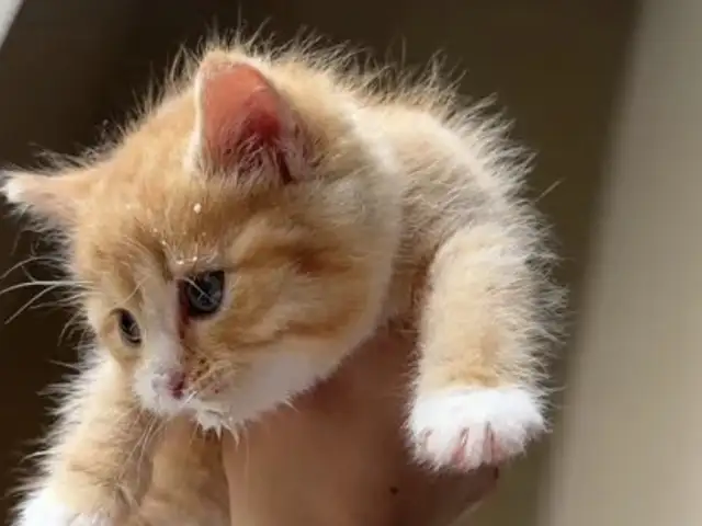 Котята бесплатно, Душанбе