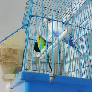 Попугай, Турсунзаде