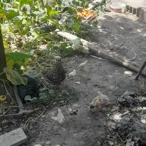 Мурги доминант бо чучаш, Душанбе