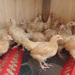 Чучаи Рябушка, Душанбе