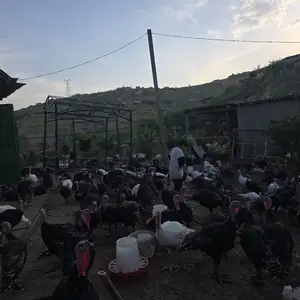 Индюк, Душанбе