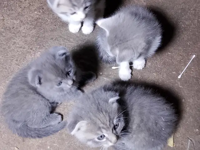 Британский вислоухие, Душанбе
