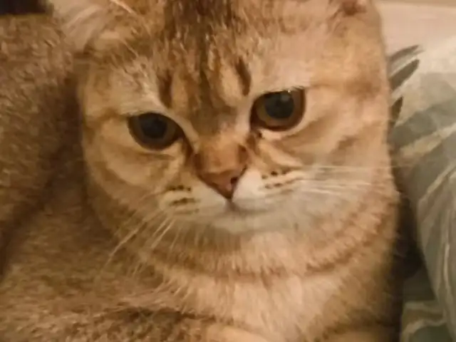 Кошка Муиза, Душанбе