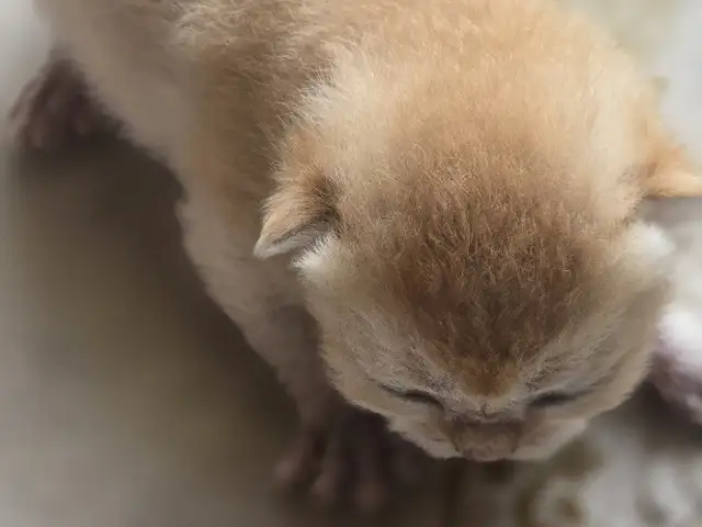 Котята золотой шиншиллы, Душанбе