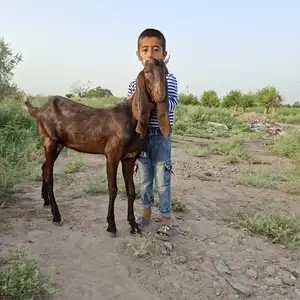 Коза покистони, Джалолиддин Балхи (Руми)
