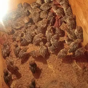 Кабки дулани Эрон, Душанбе