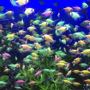 Рыбка Тернеция GloFish, Худжанд