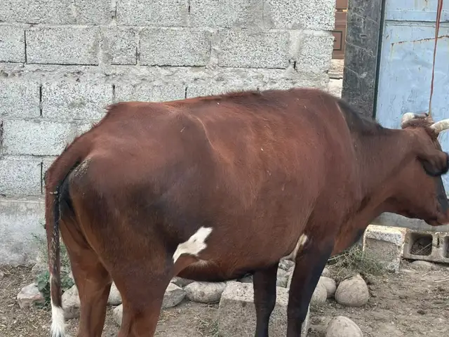 Гов оча бача, Душанбе